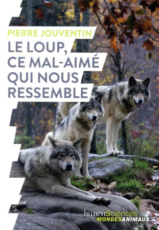 Le loup, ce mal-aimé qui nous ressemble