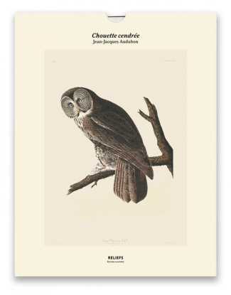 Chouette cendrée, Les oiseaux d'Amérique (1827-1838). Une illustration imprimée sur un papier de cré