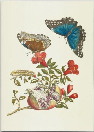 Métamorphose des papillons. Carnet de notes