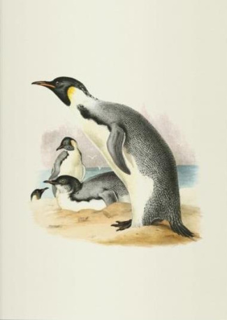 Erebus et terror en Antarctique. Carnet de notes