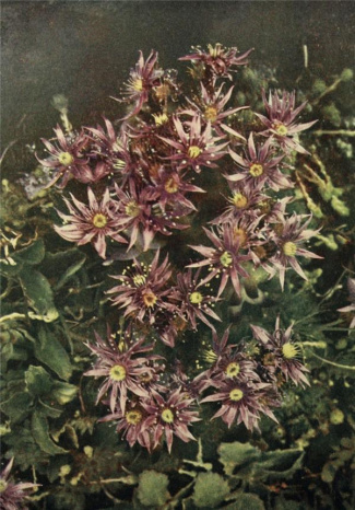 Carnet Fleurs des Alpes