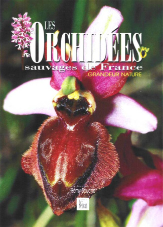Les Orchidées sauvages de France. Grandeur nature
