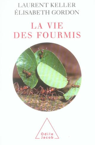 La vie des fourmis