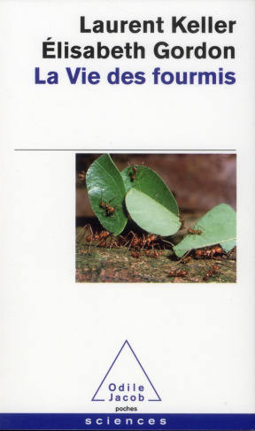 La vie des fourmis