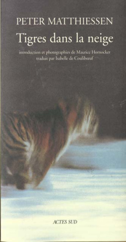 Tigres dans la neige