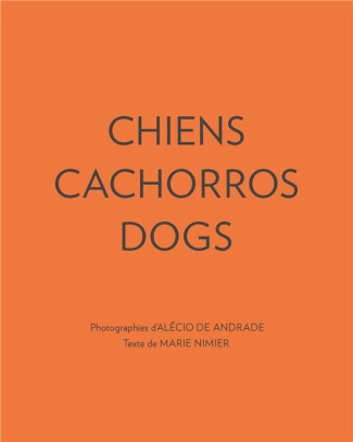 Chiens cachorros dogs