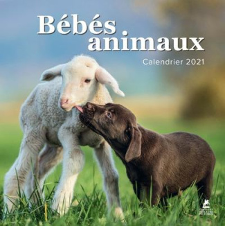 Bébés animaux Calendrier. Edition 2021