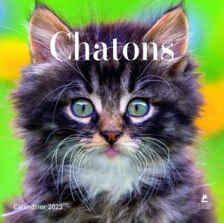 Calendrier chatons. Edition 2023