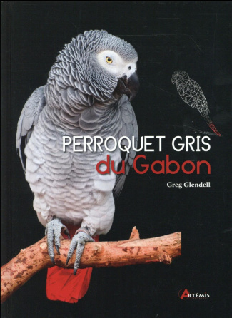 Perroquet gris du Gabon