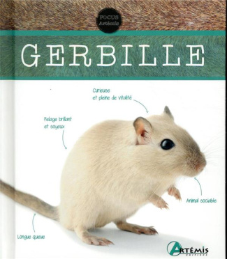 Gerbille