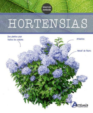 Hortensias