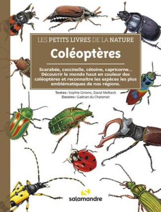 Coléoptères
