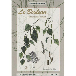 Le Bouleau, l'arbre à la peau d'argent