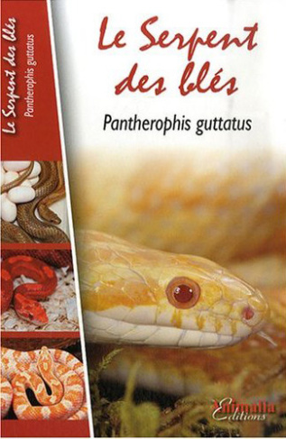 Le Serpent des blés. Pantherophis guttatus