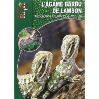 L'agame barbu de Lawson. Pogona Henrylawsoni