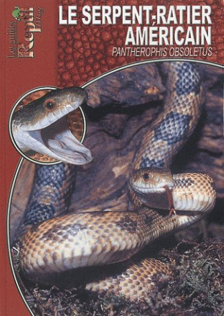 Le serpent-ratier américain. Pantherophis obsoletus