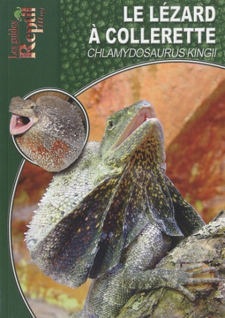 Le lézard à collerette. Chlamydosaurus kingii