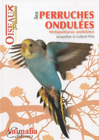 Les perruches ondulées. Melopsittacus undulatus