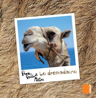 Le dromadaire