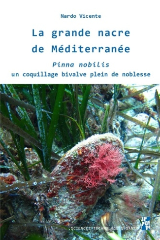 La grande nacre de Méditerranée. Pinna nobilis, un coquillage bivalve plein de noblesse